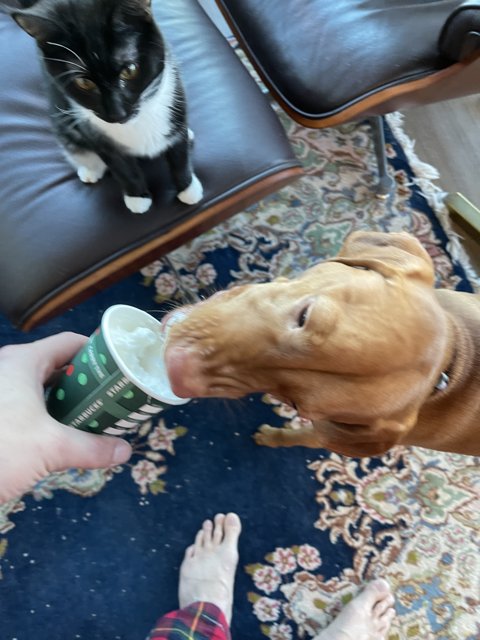 Furry Friends and Their Curious Cup