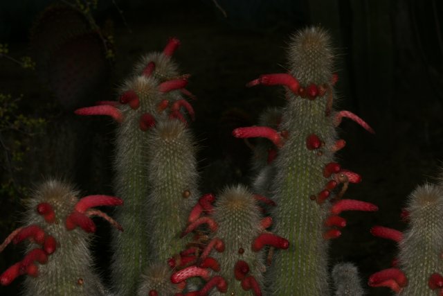 Vibrant Cactus Bloom