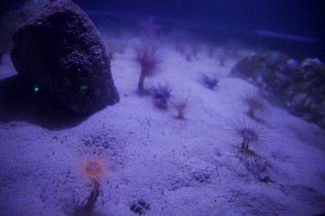Spectacular Underwater Ecosystem: Monterey Bay Aquarium, 2023
