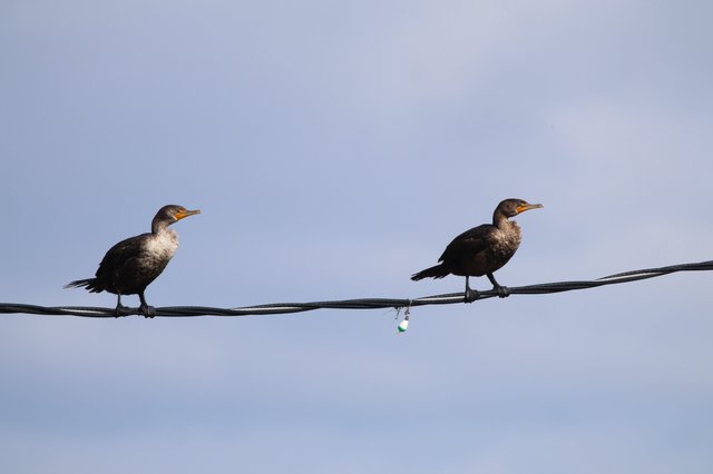 Two Juvenile Cormorants Perched on Wire at Dusk