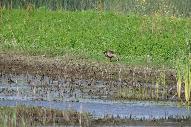 Juvenile White-faced Ibis Foraging in Wetland Habitat