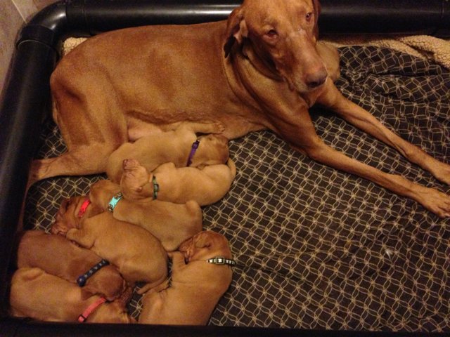 A cozy bed for seven pups