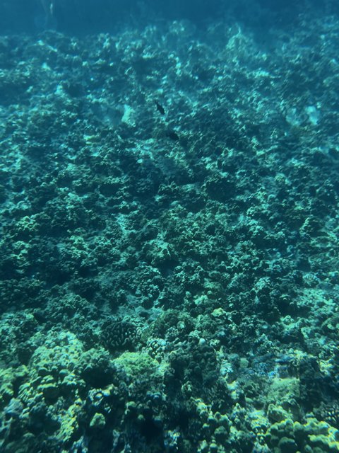Vibrant Underwater World in Hawaii's Alalakeiki Channel