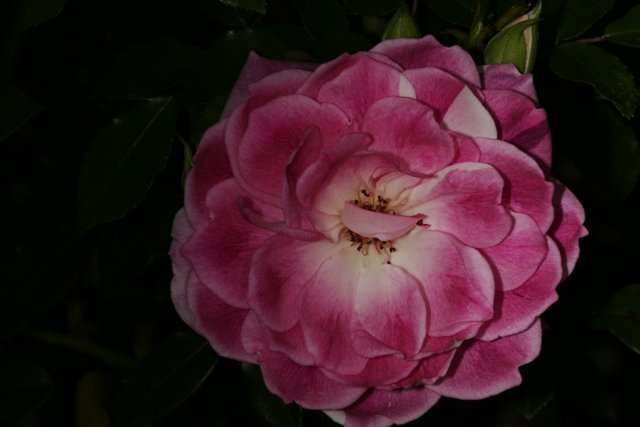 Pink Rose in the Dark