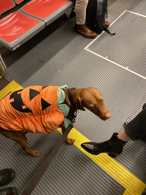 Halloween Hound on a Subway