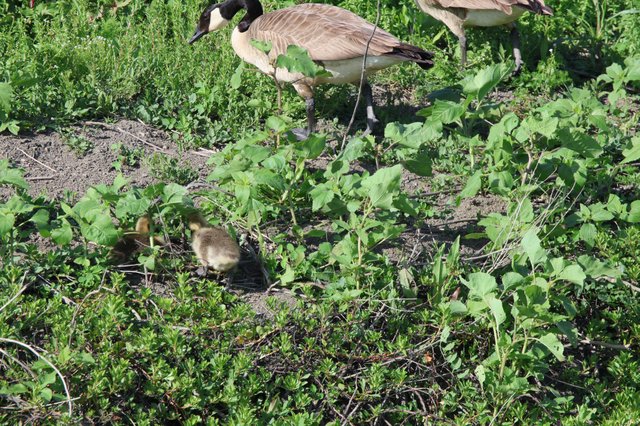 Canada Goose Family Foraging in Wetland Vegetation