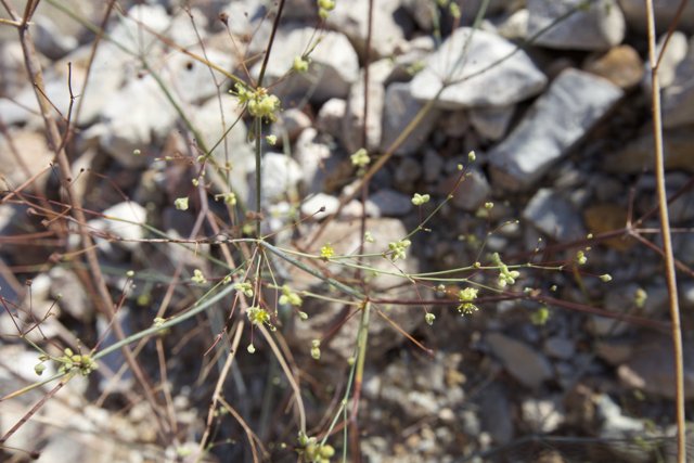 Delicate Apiaceae Plant in a Desert Landscape