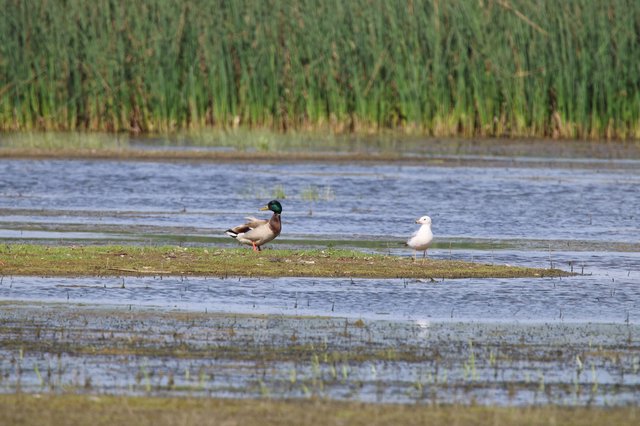 Shelduck and Gull Resting in Flooded Wetland