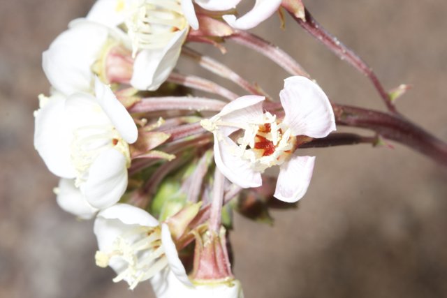 White Flower with Vibrant Center