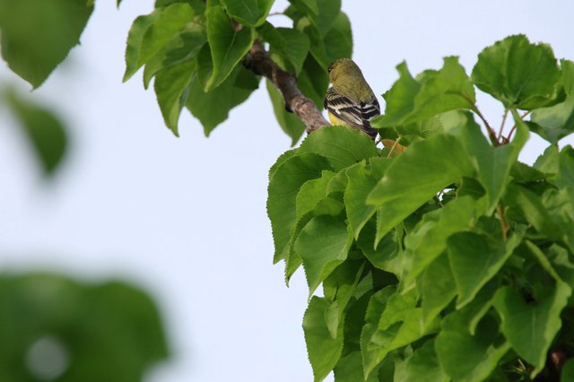 Lesser Goldfinch Perched Among Spring Tree Leaves