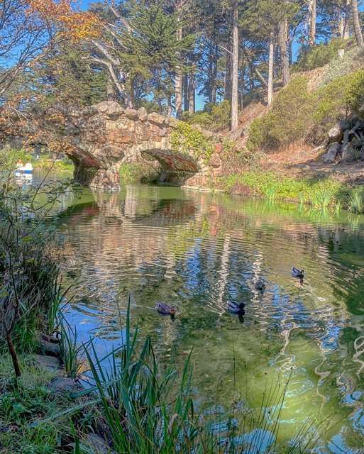 Tranquil Ducks in the San Francisco Pond