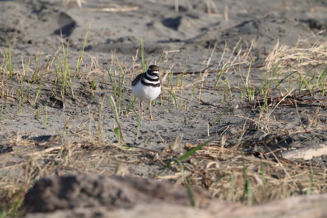 Killdeer Shorebird on Muddy Beach Terrain