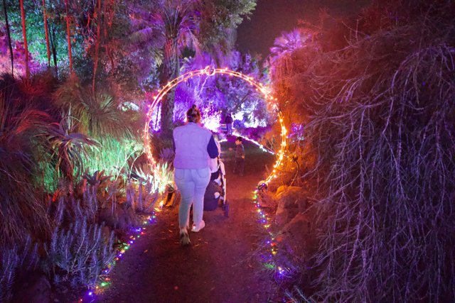 Enchanted Stroll Through Illuminated Nature