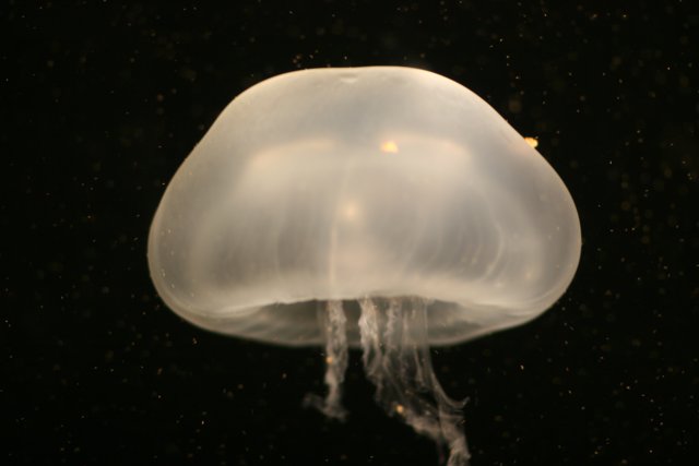 Serene Underwater Jellyfish