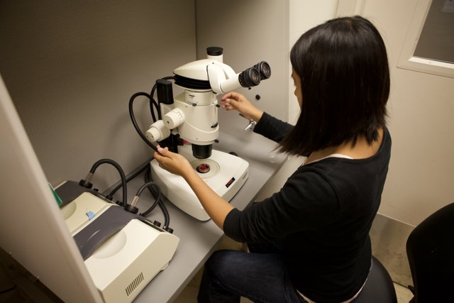 Examining Paper through the Microscope