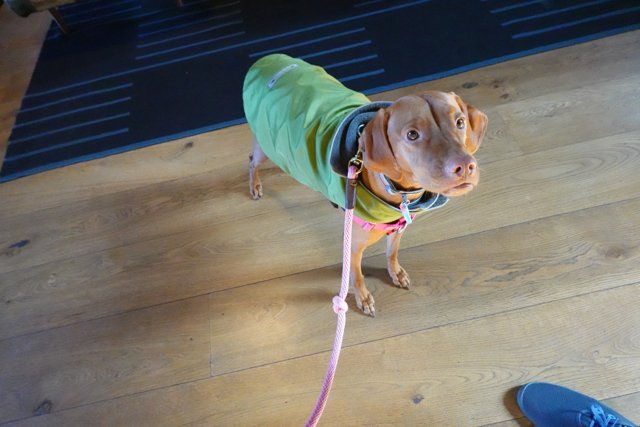 Stylish Dog Accessorizing with a Green Jacket and Matching Leash