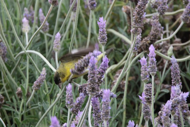 Lesser Goldfinch Feeding on Lavender Blossoms
