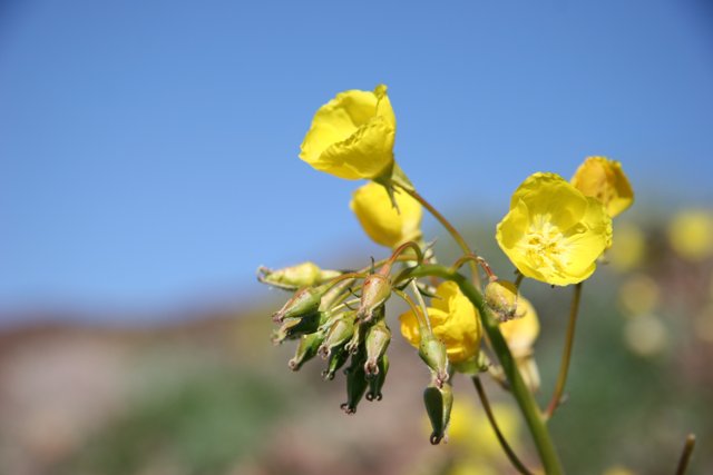 Wild Yellow Geranium Flowers in the Blue Sky