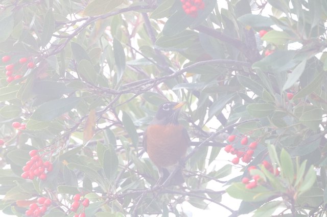 American Robin Perched Among Berry-Laden Branches in Misty Light