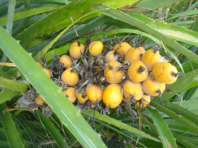 A Bunch of Juicy Citrus Fruit