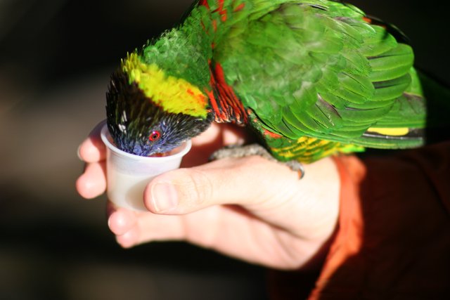 Bird sips from a cup