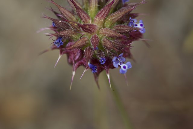 A Geranium with Beautiful Blue Flowers