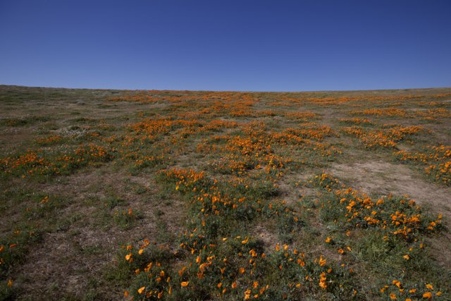 Sun-Kissed California Poppy Field