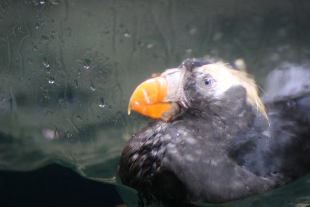 Puffin with a Unique Beak