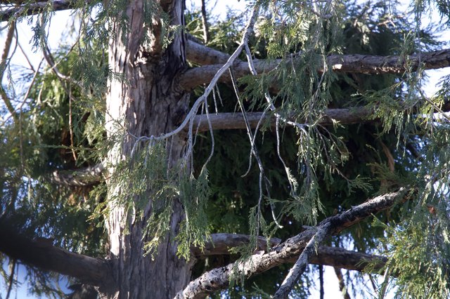 Ancient Cedar Branches with Icicles in Winter