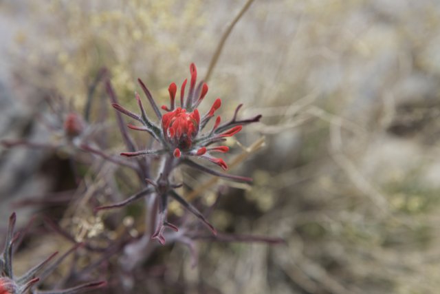 Desert Geranium in Bloom