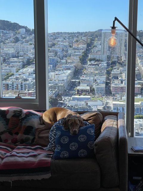 A Pup's View of the City