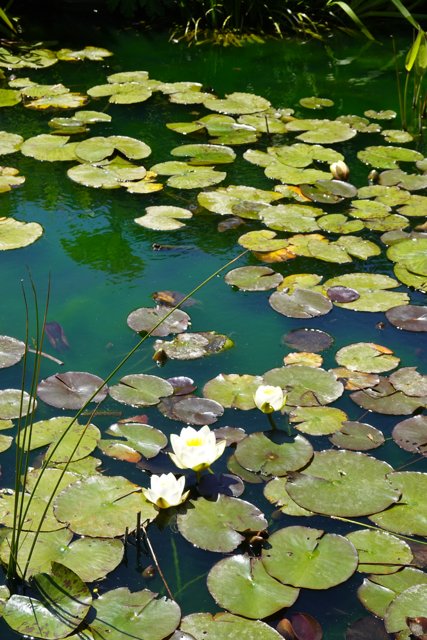 Serene Water Lilies in the Pond