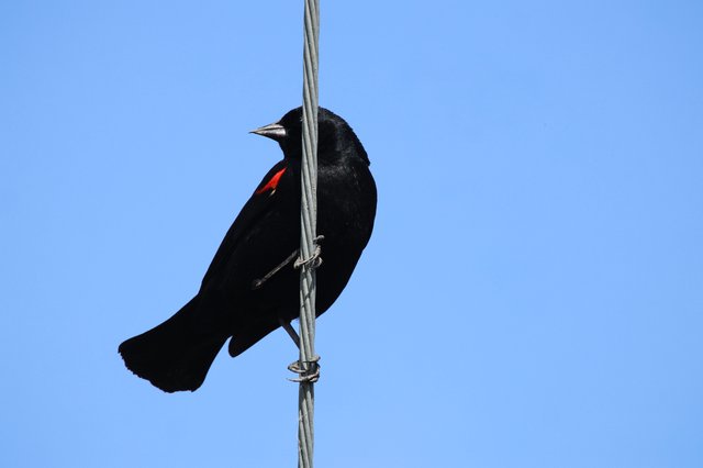 Red-Winged Blackbird Perched on Wire Against Blue Sky