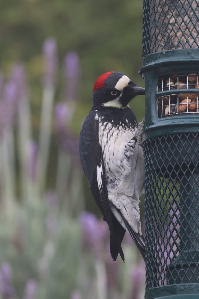 Acorn Woodpecker Feeding at Garden Bird Feeder