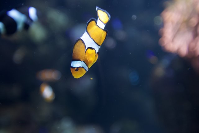 A Sea of Clownfish