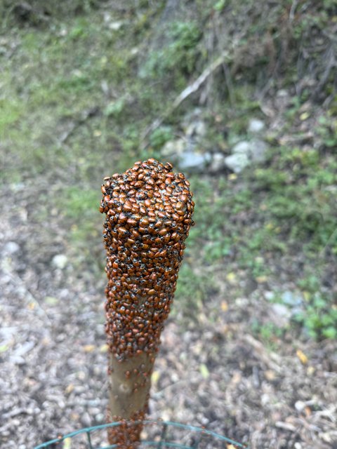 Nature's Gathering: Ladybug Congregation