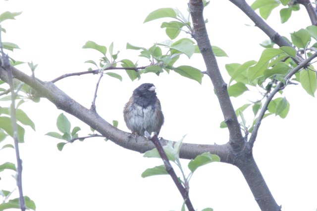 Perched in Serenity
