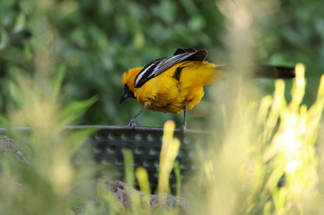 Hooded Oriole Perched at Garden Birdbath
