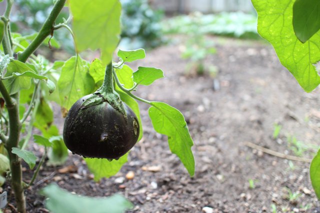 The Bountiful Black Eggplant