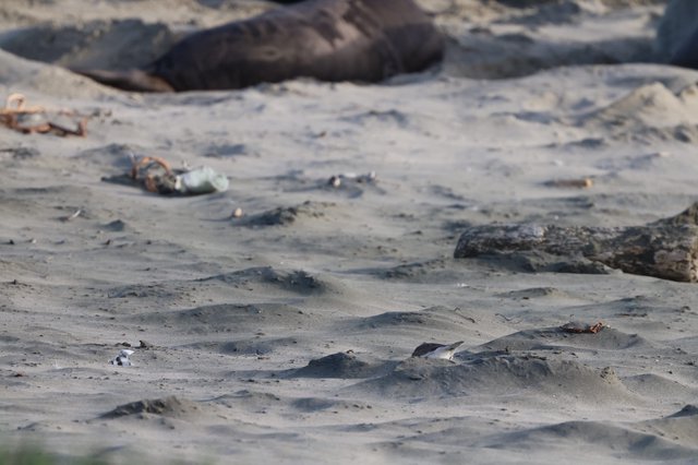Elephant Seal Pups Resting on Sandy Beach at Drakes Beach