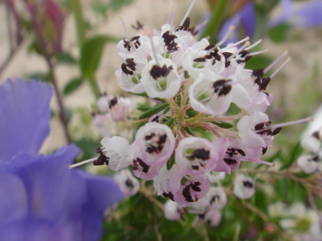 Spotted Geranium Flower