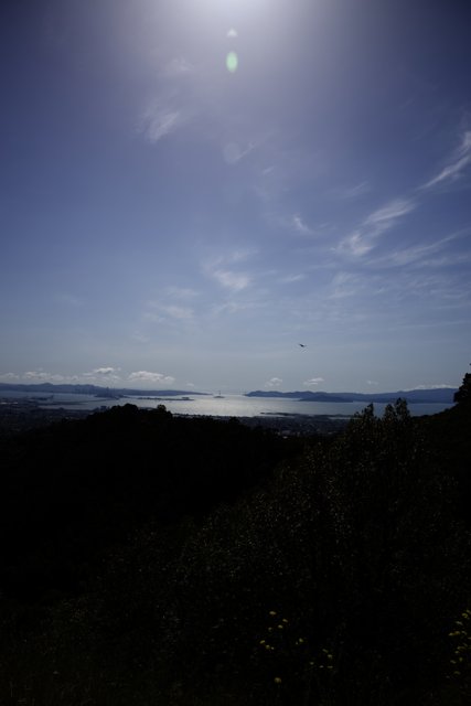 Soaring Kite Over Berkeley Skies