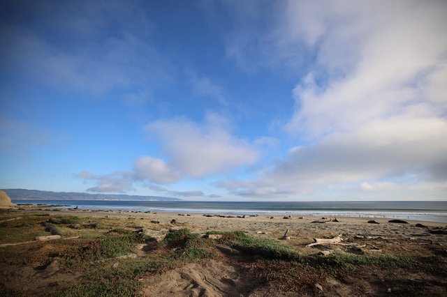 Elephant Seals Resting on Drakes Beach Coastline