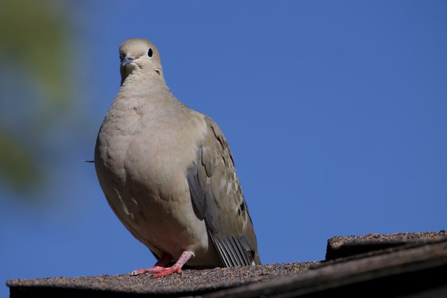 Mourning Dove Perched on Textured Roof Under Blue Sky