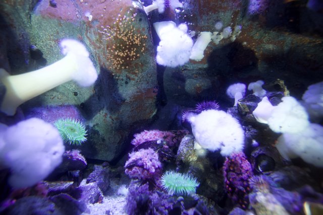 A Close-Up of Purple and White Corals in an Underwater Reef