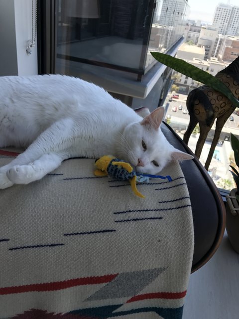 White Cat Cuddles with Her Favorite Toy