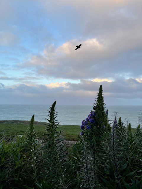 Bird's Eye View of a Coastal Summer Landscape