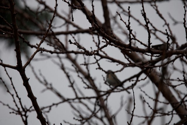 Bare Winter Branches Against an Overcast Sky