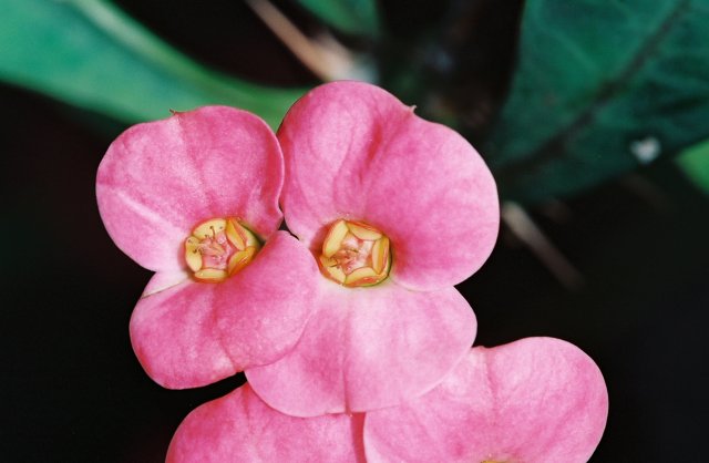 Pink Geranium Flowers Close-Up