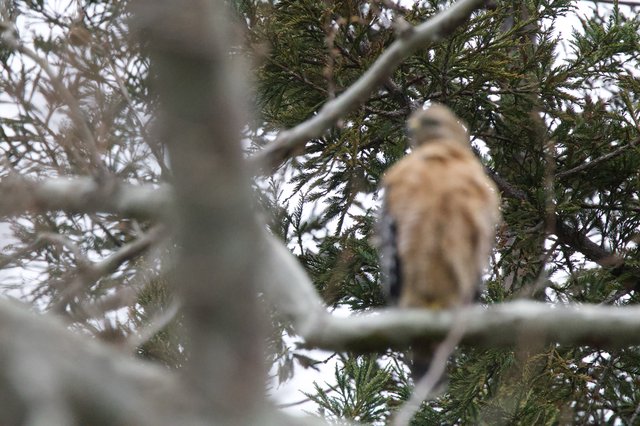 Red-Tailed Hawk Perched in Winter Evergreen Branches